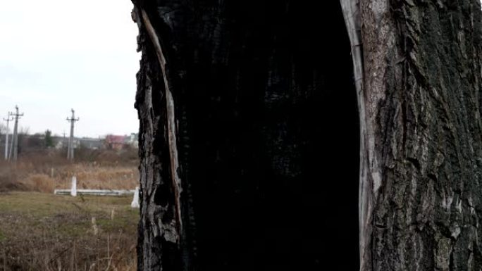 一棵大火后的树，烧焦的灰烬树干，被寄生，污染的垃圾生态恶劣