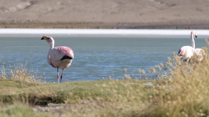 詹姆斯的火烈鸟视频素材自然觅食沙漠风光