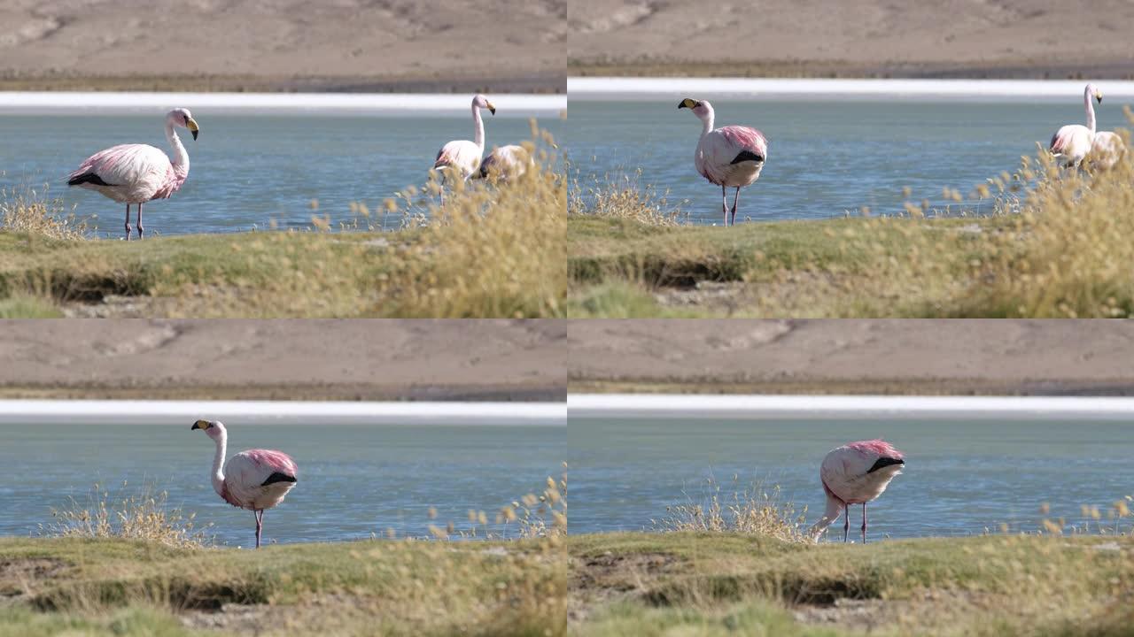 詹姆斯的火烈鸟视频素材自然觅食沙漠风光