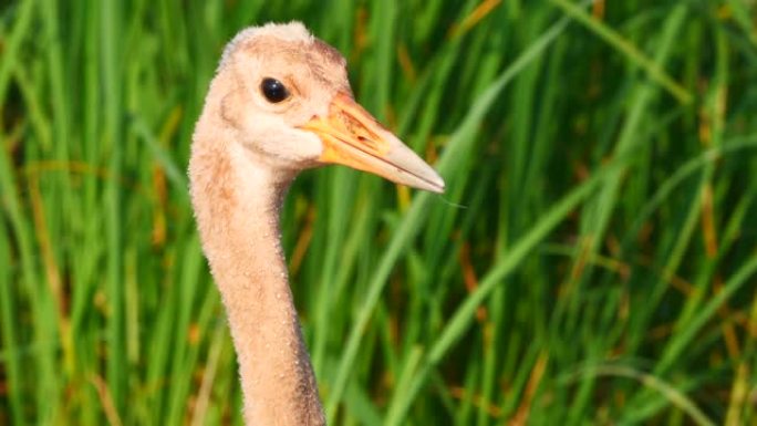 丹顶鹤 (Grus japonensis) 的小鸡捕捉并食用老鼠-兴安自然保护区