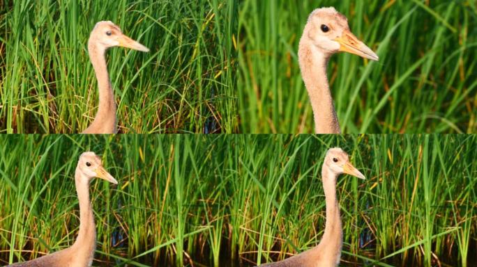 丹顶鹤 (Grus japonensis) 的小鸡捕捉并食用老鼠-兴安自然保护区