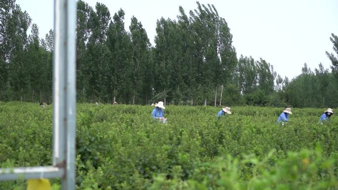 金银花 种植 加工 收获 农业