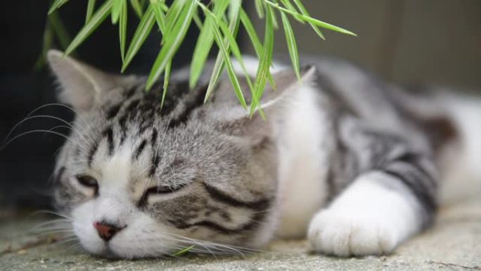 近距离睡觉的可爱的猫与银竹树，Thyrsostachys siamensis Gamble