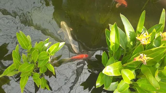 花式鲤鱼或锦鲤鱼在水中游泳的镜头