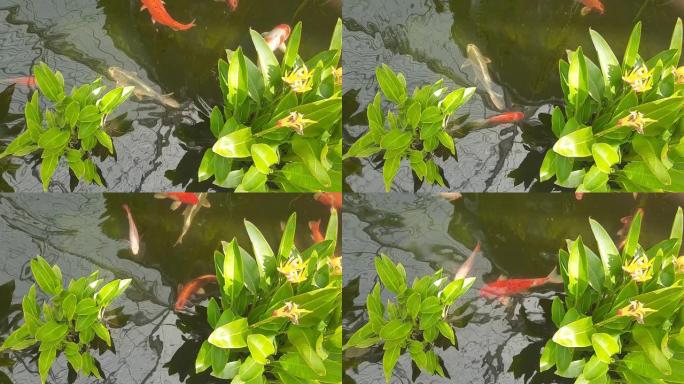 花式鲤鱼或锦鲤鱼在水中游泳的镜头