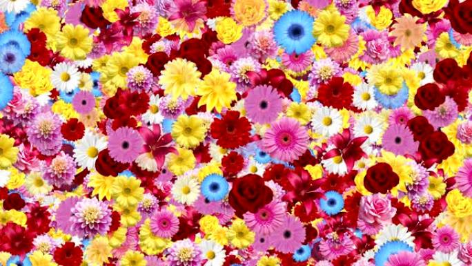 五颜六色的鲜花盛开背景动画