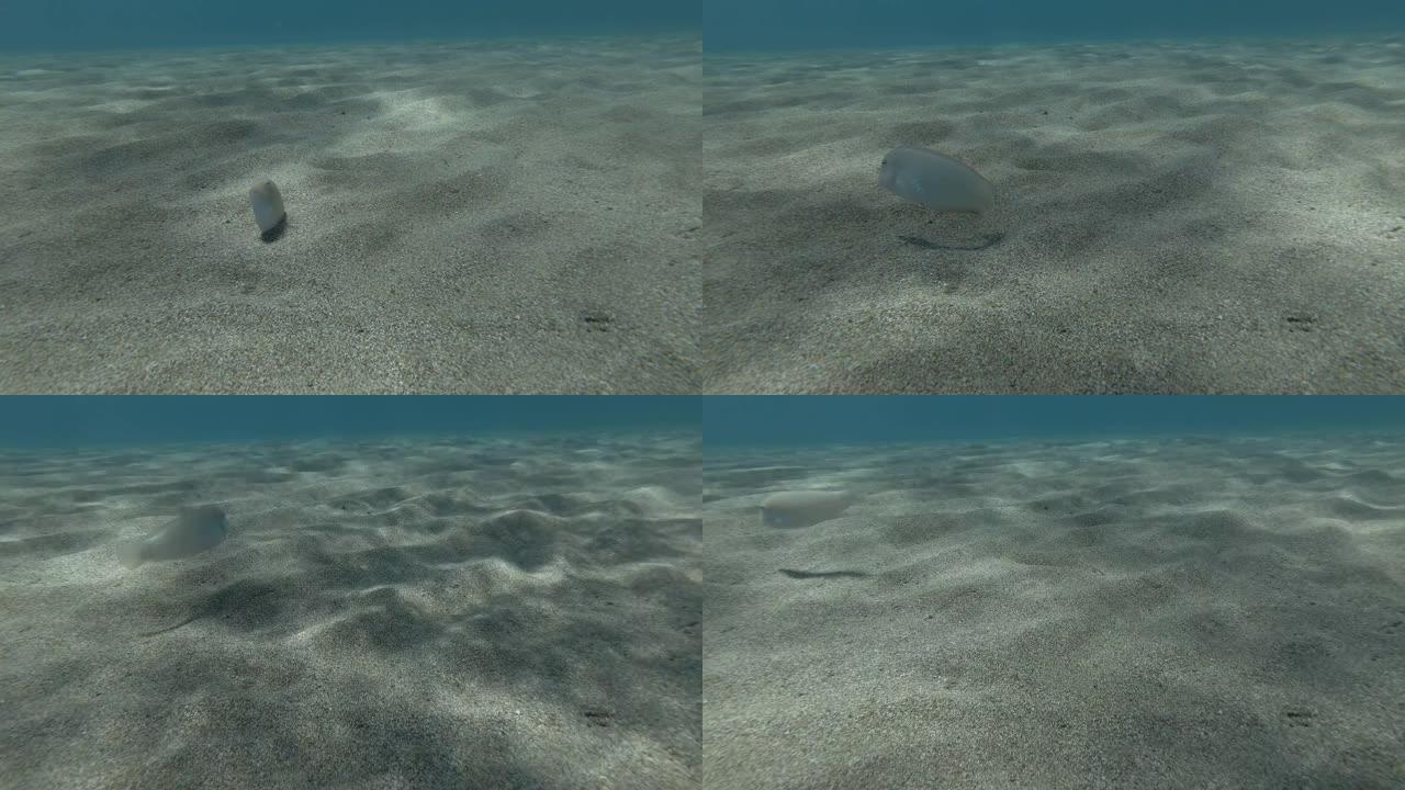 剃刀鱼慢慢从沙子里爬出来，游走了。珍珠剃刀鱼或切弗濑鱼 (Xyrichtys novacula) 水
