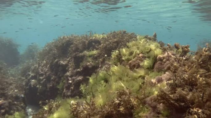 大量的鱼苗在水面下游过被藻类覆盖的岩石礁。地中海，希腊