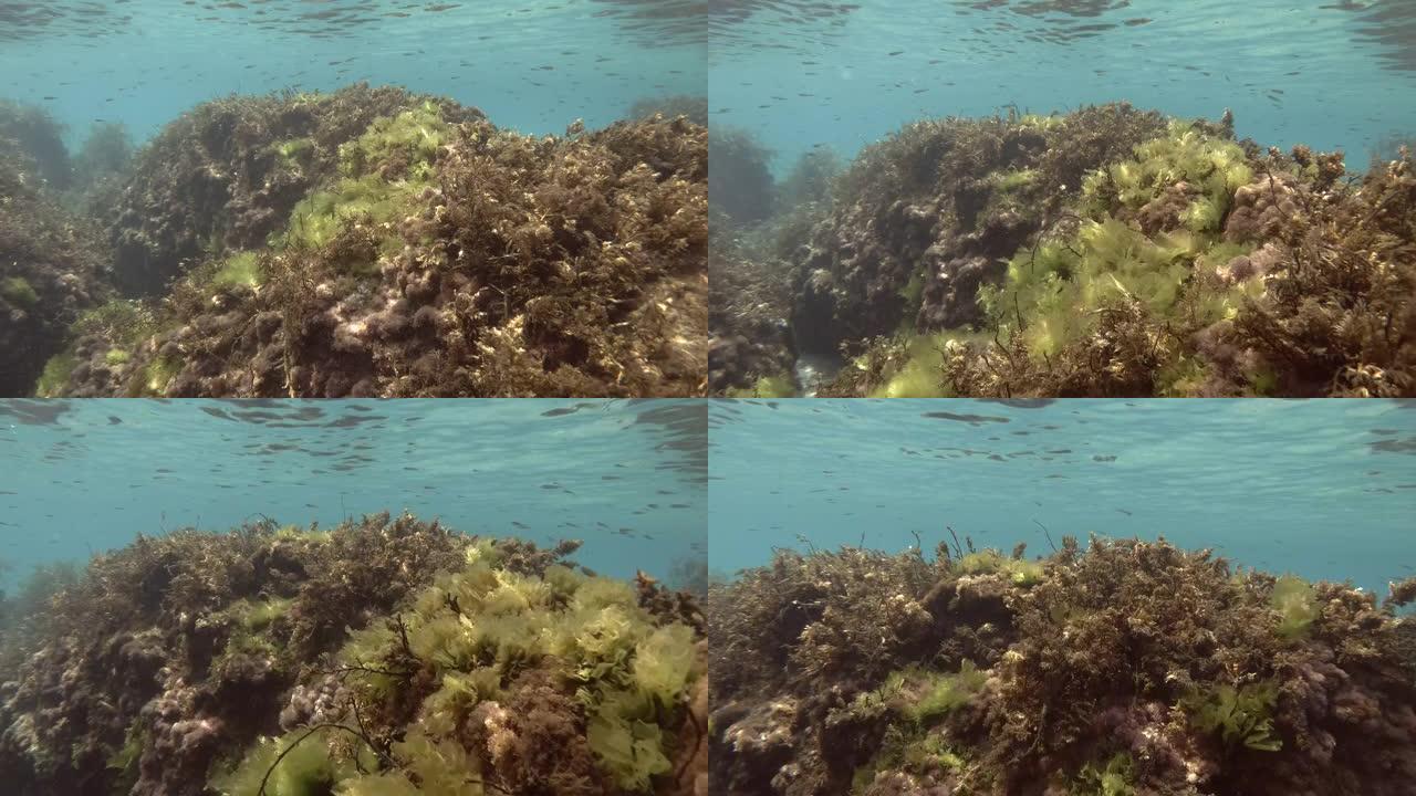 大量的鱼苗在水面下游过被藻类覆盖的岩石礁。地中海，希腊