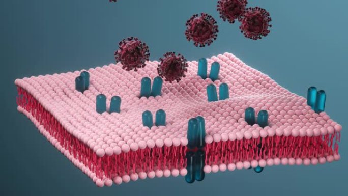 细胞膜和冠状病毒，医学概念，3d渲染。