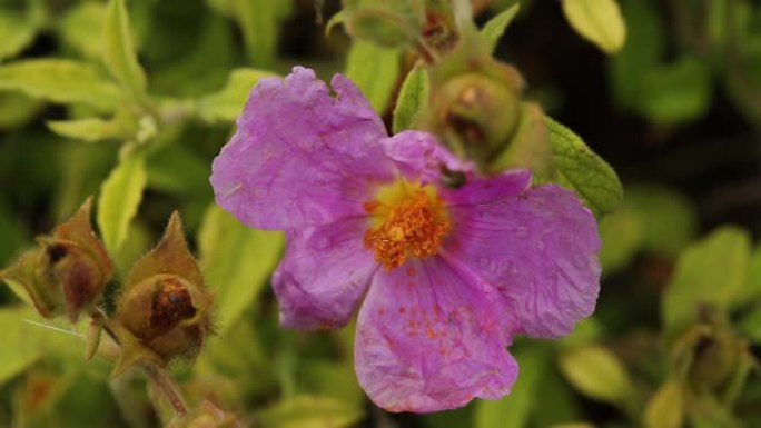 Cistus Parviflorus的花名，也称为Domuz Karagani，生长在土耳其的安纳托