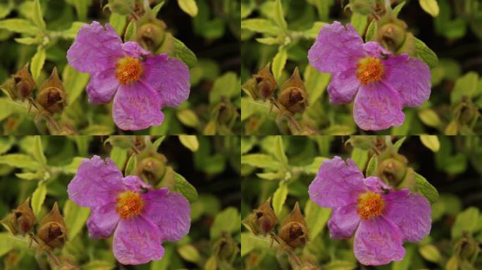 Cistus Parviflorus的花名，也称为Domuz Karagani，生长在土耳其的安纳托