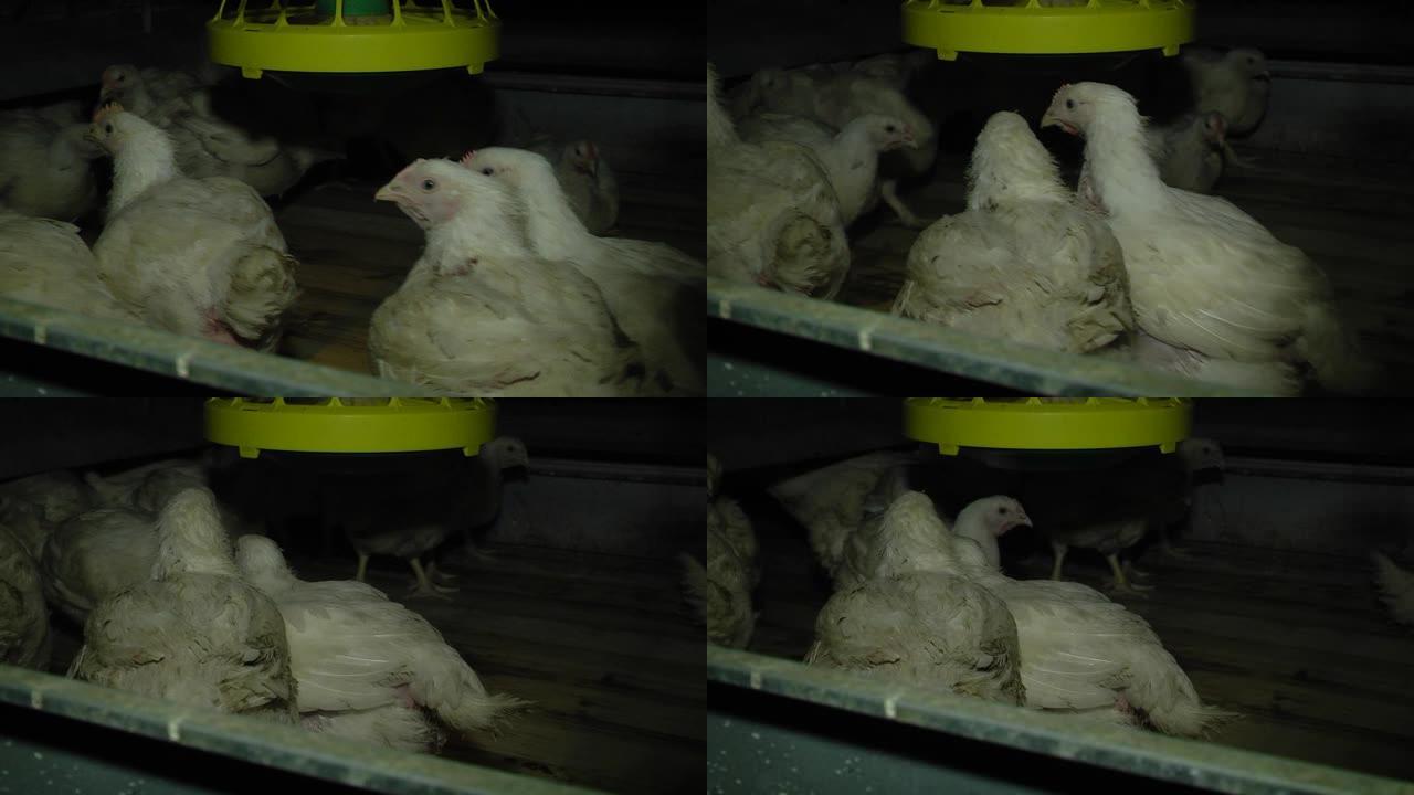 鸡蛋工厂种植农业家禽养鸡场。家禽养殖场的鸡肉 (25天大)。谷仓里的农场鸡，用自动喂食器吃饭。虐待动