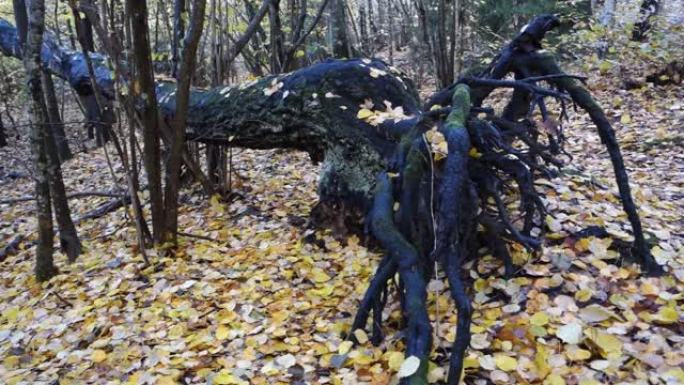瑞典森林中倒下的一棵黑树