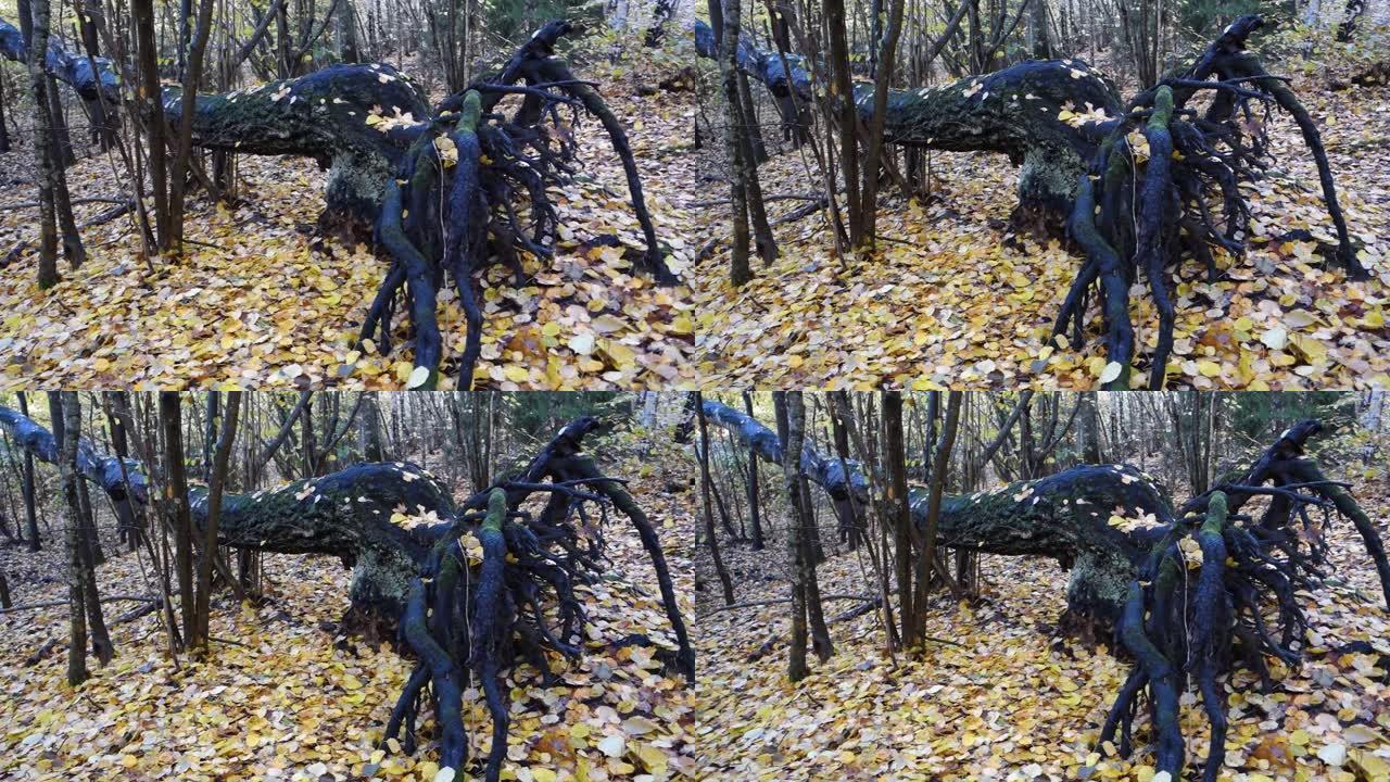 瑞典森林中倒下的一棵黑树