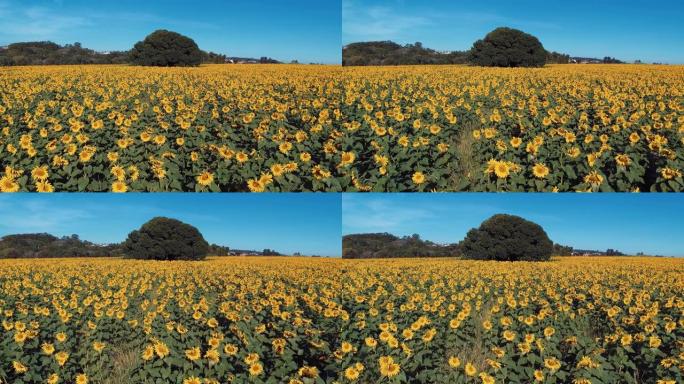 向日葵: 彩色种植园的全景。乡村的场景。黄的花。向日葵的田野。