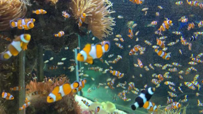 一群小丑鱼在海葵和礁石附近的水族馆里游泳，两栖鱼。