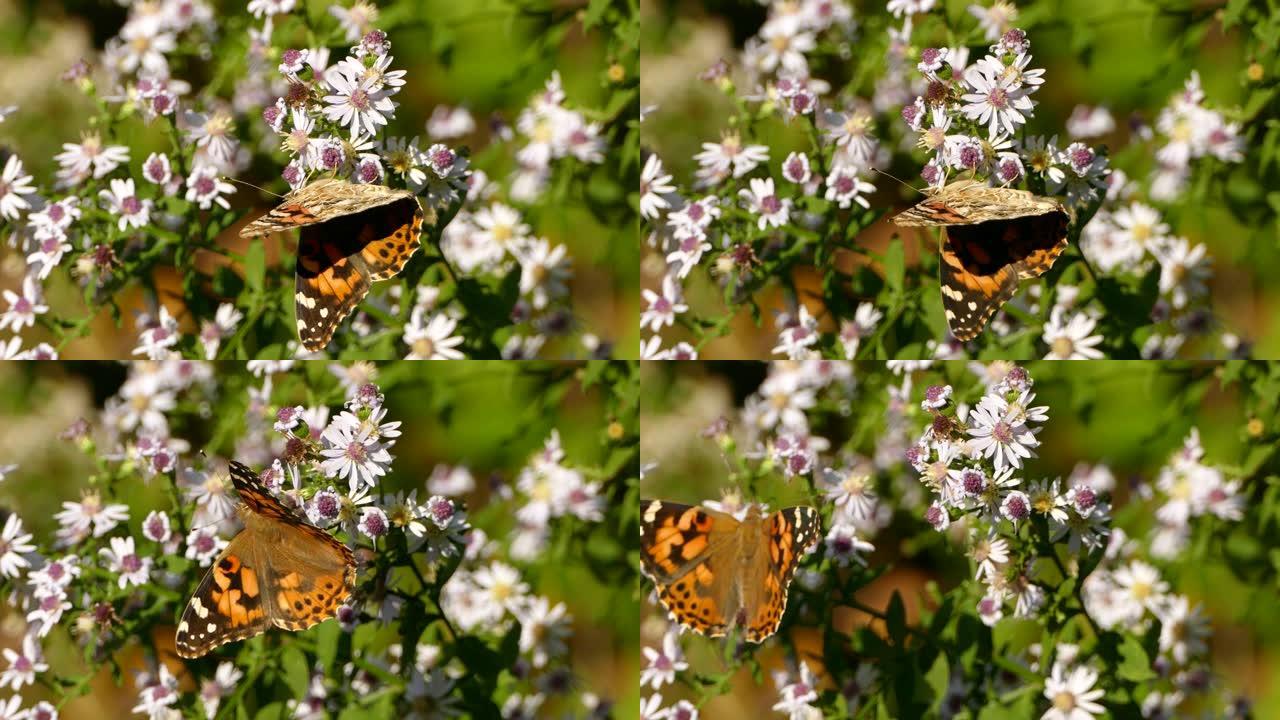 橙色翅膀的蝴蝶在阳光直射的白色花丛中觅食