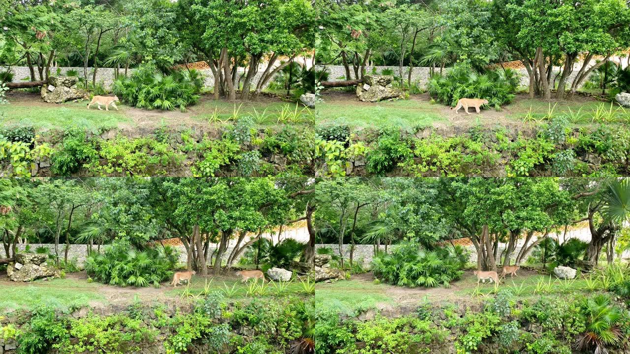 美洲狮 (Puma concolor) 是Felinae亚科的大型猫科动物。由于范围广泛，它有许多名