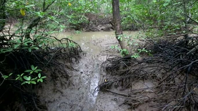 红树林根系的水流