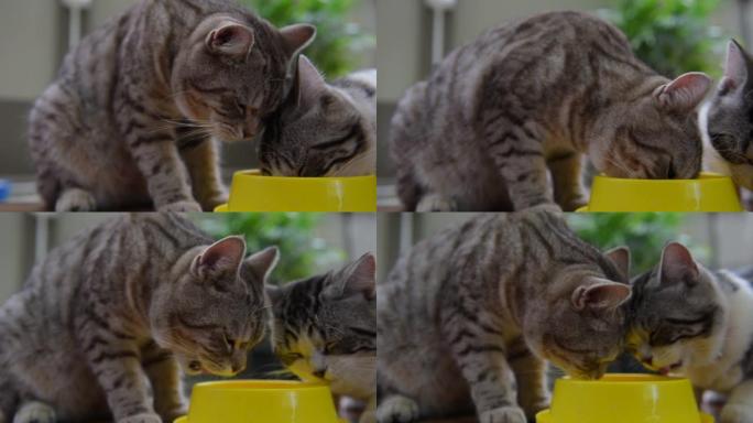 美丽的猫猫在黄色的碗里吃。家里木地板上可爱的家畜。