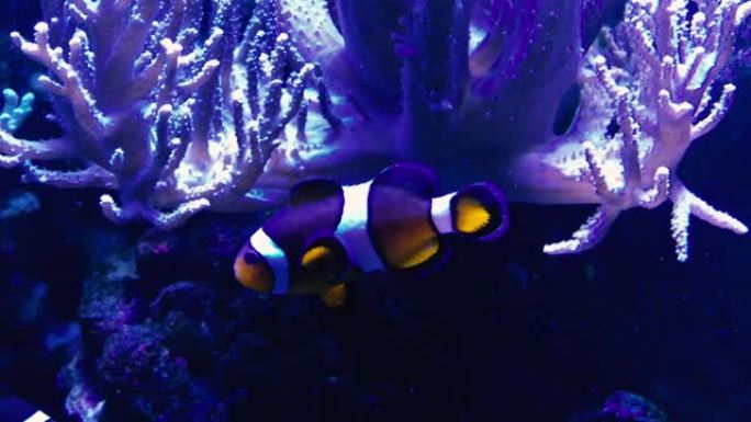 在荧光灯下的小丑鱼珊瑚海葵