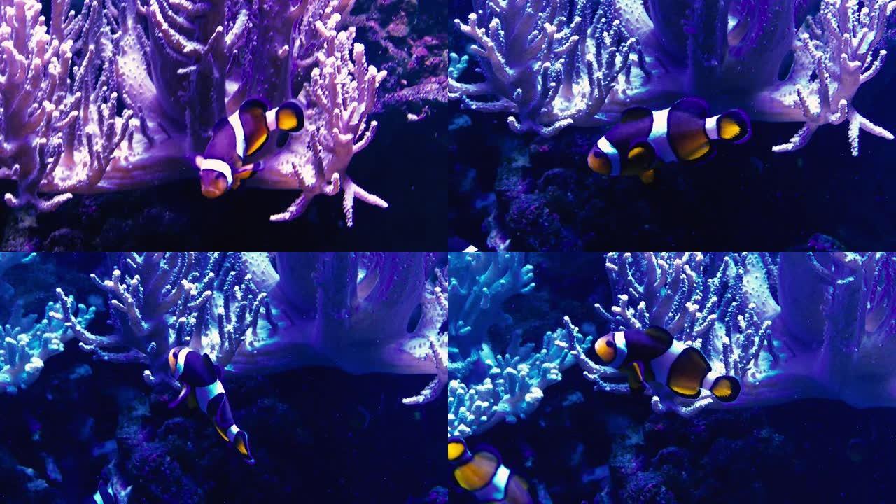 在荧光灯下的小丑鱼珊瑚海葵