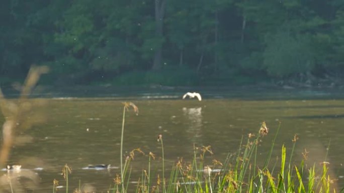 白鹭在降落在水面上之前低空飞行