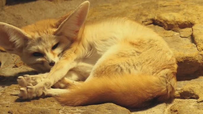 耳廓狐狸特写大耳朵狐睡觉