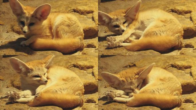 耳廓狐狸特写大耳朵狐睡觉