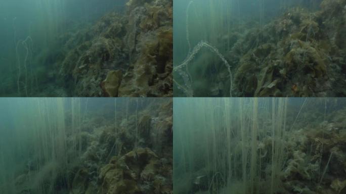 水下景观，海床长满了褐藻海带和猫肠，死人绳或海带 (Chorda filum) 海带