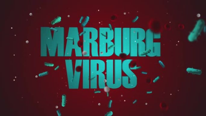 马尔堡病毒4K 60 FPS视频