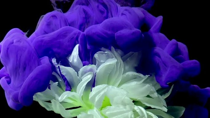 时尚背景上郁郁葱葱的白菊花。黑色背景上的水中紫色水彩墨水。