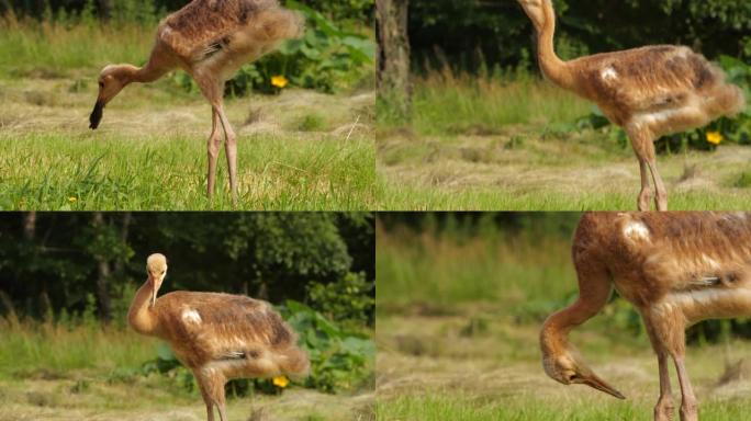 丹顶鹤 (Grus japonensis) 的小鸡捕捉并食用老鼠-兴安自然保护区