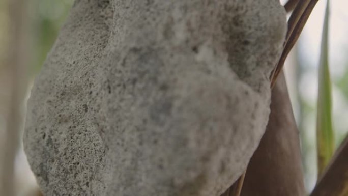 基里巴斯的石雕。