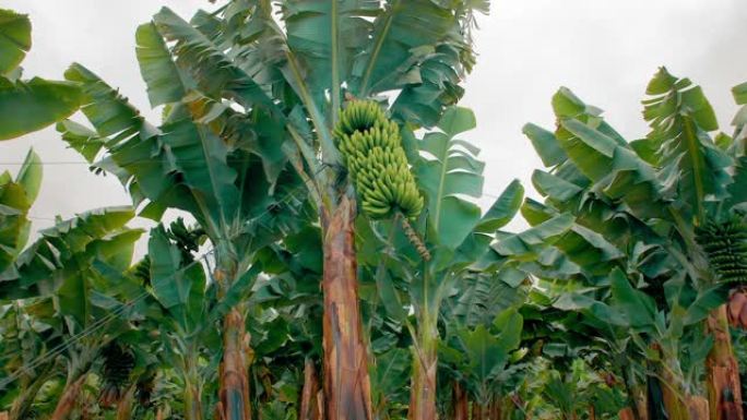 香蕉种植园。有巨大绿叶的香蕉树。一串绿色香蕉。有机食品的概念