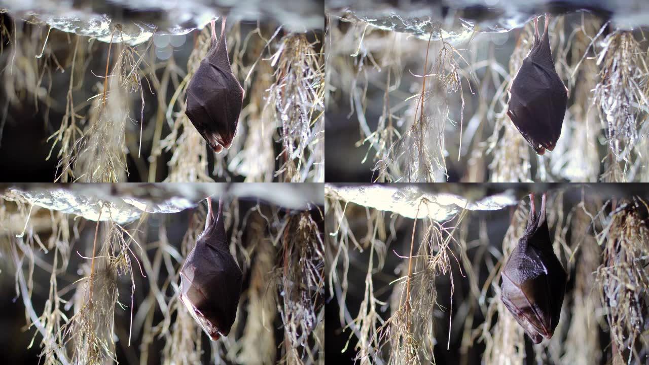 封闭被翅膀覆盖的小马蹄蝙蝠，在冬眠时倒挂在根部生长拱形地窖的顶部。创意野生动物。