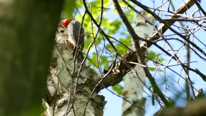 北美的啄木鸟调查桦树，希望能找到食物