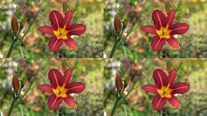 黄花菜 (Hemerocallis)