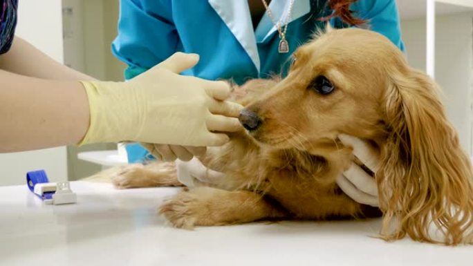 兽医将导管放在狗的爪子里，以便在兽医诊所4K取药