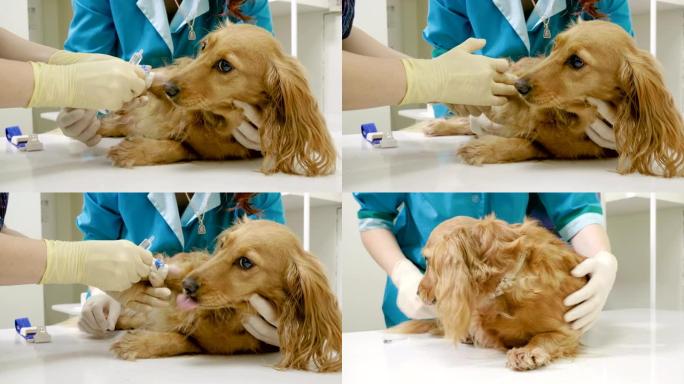 兽医将导管放在狗的爪子里，以便在兽医诊所4K取药
