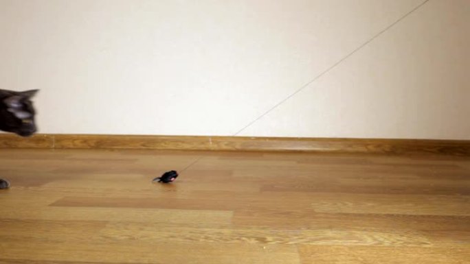 灰猫猎杀玩具老鼠的慢动作镜头