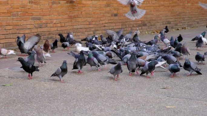 城市鸽子集体行走和飞走。