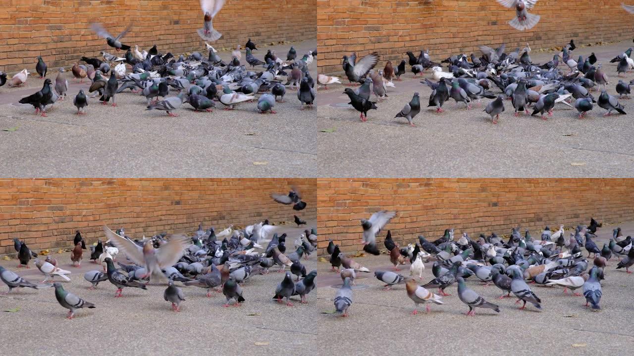 城市鸽子集体行走和飞走。