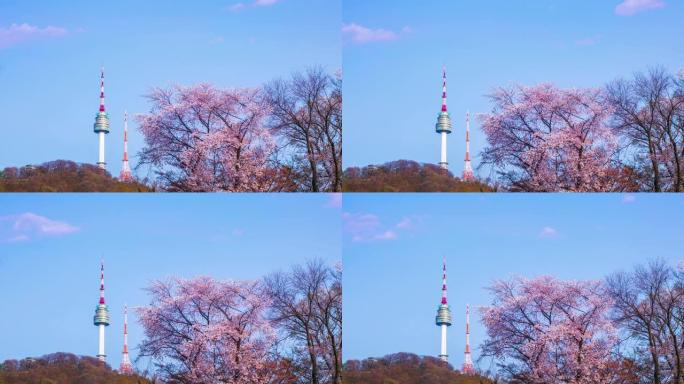 韩国的春天和韩国樱花树盛开的N首尔塔。4k延时