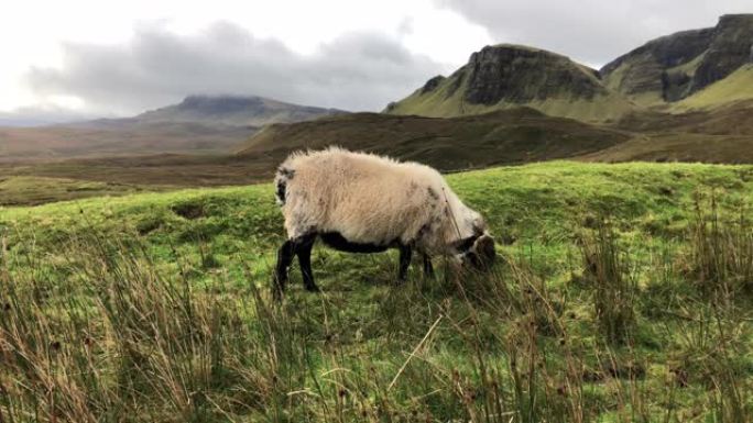 苏格兰斯凯岛的一只黑鼻羊