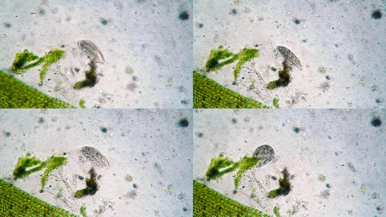 纤毛Stylonychia mytilus它在大量细菌聚集的水中觅食