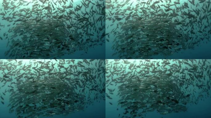 太平洋上令人惊叹的鱼群。水下海洋生物与热带大眼杰克鱼在蓝色的水中。在海洋中潜水