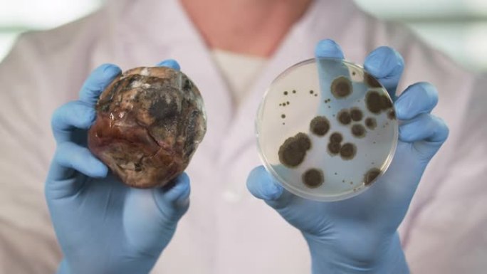 食品生物技术实验室中的一位食品科学家的特写镜头，用霉菌举起腐烂的水果和培养皿。生物技术和农业研究概念