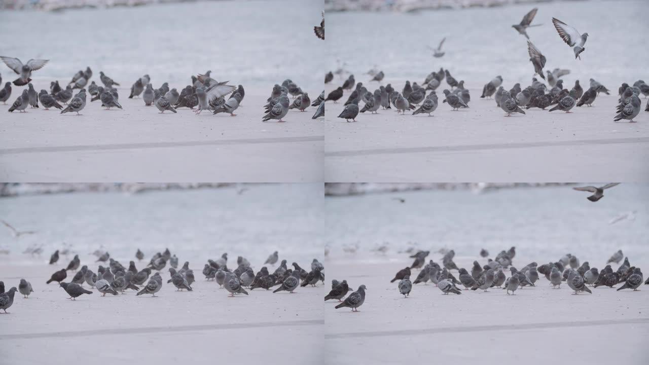 海边附近的一群鸽子